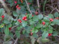 Cotoneaster dielsianus Muststigen, Everöd, Kristianstad, Skåne, Sweden 20180914_0095