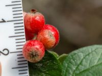 Cotoneaster dielsianus Muststigen, Everöd, Kristianstad, Skåne, Sweden 20180914_0097