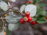 Cotoneaster dielsianus Muststigen, Everöd, Kristianstad, Skåne, Sweden 20180914_0099