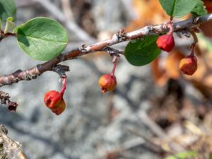 Cotoneaster kullensis - Skånskt oxbär