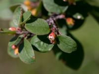 Cotoneaster kullensis Solviken, Mölle, Höganäs, Skåne, Sweden 20150515_0144