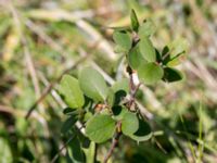 Cotoneaster kullensis Solviken, Mölle, Höganäs, Skåne, Sweden 20150515_0146