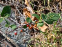 Cotoneaster kullensis Solviken, Mölle, Höganäs, Skåne, Sweden 20190601_0110