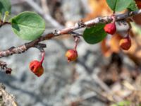 Cotoneaster kullensis Solviken, Mölle, Höganäs, Skåne, Sweden 20190601_0113