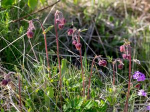 Geum rivale - Water Avens - Humleblomster