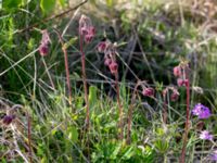 Geum rivale Gyetorpskärret, Kristianstad, Skåne, Sweden 20150514_0184