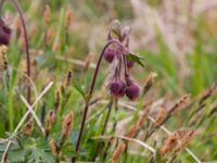 Geum rivale Liaängen, Kågeröd, Eslöv, Skåne, Sweden 20160518_0048