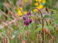 Geum rivale Liaängen, Kågeröd, Eslöv, Skåne, Sweden 20160518_0049