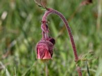 Geum rivale Risen, Genarp, Lund, Skåne, Sweden 20140501_0111