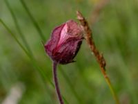 Geum rivale Toarpsdammen, Malmö, Skåne, Sweden 20190621_0159