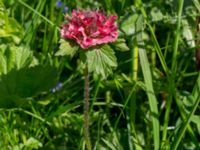 Geum rivale mutation Stensoffa fuktäng, Lund, Skåne, Sweden 20140601_0180