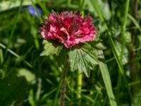 Geum rivale mutation Stensoffa fuktäng, Lund, Skåne, Sweden 20140601_0181