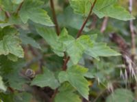 Physocarpus opulifolius Viderup, Eslöv, Skåne, Sweden 20240702_0173