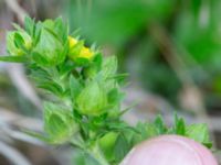 Potentilla norvegica Citadellsgymnasiet, Malmö, Skåne, Sweden 20240722_0011