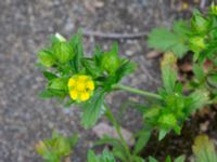 Potentilla norvegica Citadellsgymnasiet, Malmö, Skåne, Sweden 20240722_0013