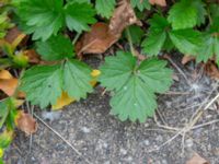 Potentilla norvegica Citadellsgymnasiet, Malmö, Skåne, Sweden 20240722_0014