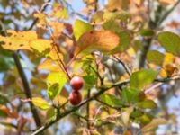 Prunus cerasifera Ödetomterna, Bunkeflo strandängar, Malmö, Skåne, Sweden 20240617_0061
