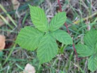 Rubus camptostachys Lokstallarna, Malmö, Skåne, Sweden 20240906_0007