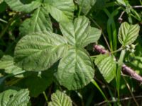 Rubus cordatiformis 150 m NV Västergård, Ugglarp, Falkenberg, Halland, Sweden 20190606_0048