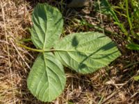 Rubus cordatiformis 150 m NV Västergård, Ugglarp, Falkenberg, Halland, Sweden 20190606_0049