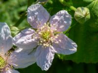 Rubus cordatiformis 150 m NV Västergård, Ugglarp, Falkenberg, Halland, Sweden 20190606_0053