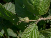 Rubus cordatiformis 150 m NV Västergård, Ugglarp, Falkenberg, Halland, Sweden 20190606_0056