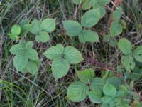 Rubus fabrimontanus var. tuberculatiformis Revinge, Lund, Skåne, Sweden 20180914_0025