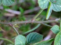 Rubus fabrimontanus var. tuberculatiformis Revinge, Lund, Skåne, Sweden 20180914_0030