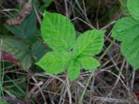 Rubus fabrimontanus var. tuberculatiformis Revinge, Lund, Skåne, Sweden 20180914_0032