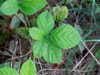 Rubus fabrimontanus var. tuberculatiformis Revinge, Lund, Skåne, Sweden 20180914_0033