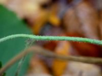 Rubus flaccidifolius Kohagen, Billesholm, Bjuv, Skåne, Sweden 20181030_0029