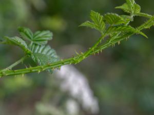 Rubus friesianus - Falkbjörnbär