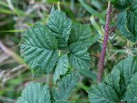 Rubus friesianus Kastellegården, Kungälv, Bohuslän, Sweden 20190717_0202