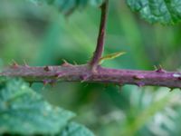 Rubus friesianus Kastellegården, Kungälv, Bohuslän, Sweden 20190717_0203