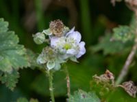 Rubus friesianus Kastellegården, Kungälv, Bohuslän, Sweden 20190717_0204