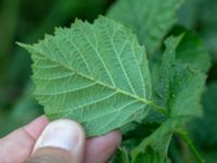 Rubus friesianus Kastellegården, Kungälv, Bohuslän, Sweden 20190717_0205