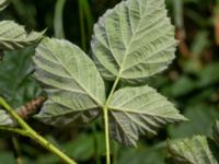 Rubus onsalaensis Valldahemmets busshållplats, Kungsbacka, Halland, Sweden 20190716_0316