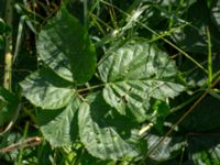 Rubus onsalaensis Valldahemmets busshållplats, Kungsbacka, Halland, Sweden 20190716_0319