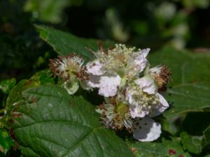 Rubus rugulosus - Rydetbjörnbär