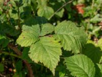 Rubus rugulosus Rydets idrottsanläggning, Kungsbacka, Halland, Sweden 20190716_0284