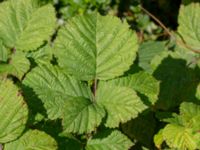 Rubus rugulosus Rydets idrottsanläggning, Kungsbacka, Halland, Sweden 20190716_0285