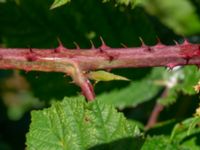 Rubus rugulosus Rydets idrottsanläggning, Kungsbacka, Halland, Sweden 20190716_0292