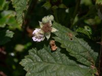 Rubus rugulosus Rydets idrottsanläggning, Kungsbacka, Halland, Sweden 20190716_0295