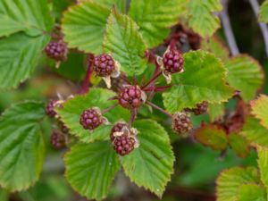 Rubus soendrumensis - Söndrumsbjörnbär