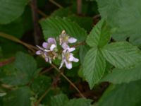 Rubus soendrumensis Bäckagård, Söndrum, Halmstad, Halland, Sweden 20190715_0631