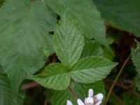 Rubus soendrumensis Bäckagård, Söndrum, Halmstad, Halland, Sweden 20190715_0632