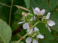 Rubus soendrumensis Bäckagård, Söndrum, Halmstad, Halland, Sweden 20190715_0633