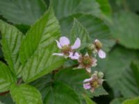 Rubus soendrumensis Bäckagård, Söndrum, Halmstad, Halland, Sweden 20190715_0638