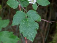 Rubus suecicus Hjärsås kyrka 1300 m NNO, Östra Göinge, Skåne, Sweden 20240702_0151