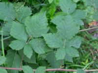 Rubus suecicus Hjärsås kyrka 1300 m NNO, Östra Göinge, Skåne, Sweden 20240702_0152